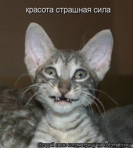 Котоматрица: красота страшная сила