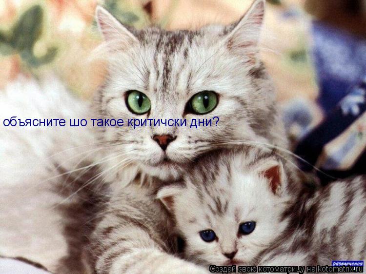 Котоматрица: объясните шо такое критичски дни?