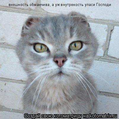 Котоматрица: внешность обманчива, а уж внутреность упаси Господи