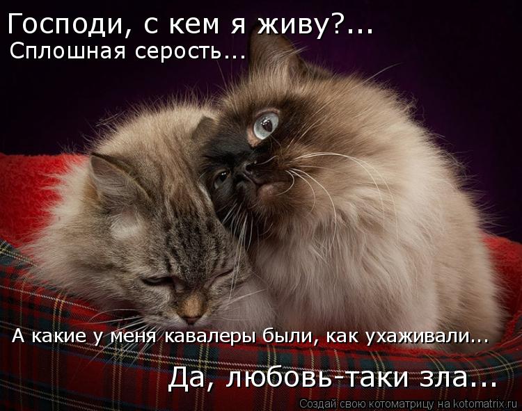 Котоматрица: Господи, с кем я живу?...  Сплошная серость...  Да, любовь-таки зла... А какие у меня кавалеры были, как ухаживали...