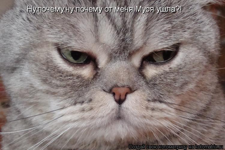 Котоматрица: Ну,почему,ну почему от меня Муся ушла?!