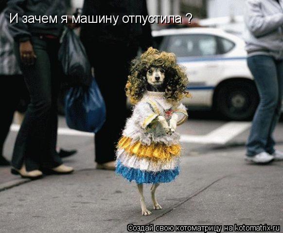 Котоматрица: И зачем я машину отпустила ?