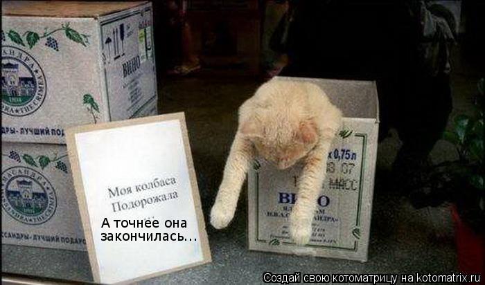Котоматрица: А точнее она закончилась...