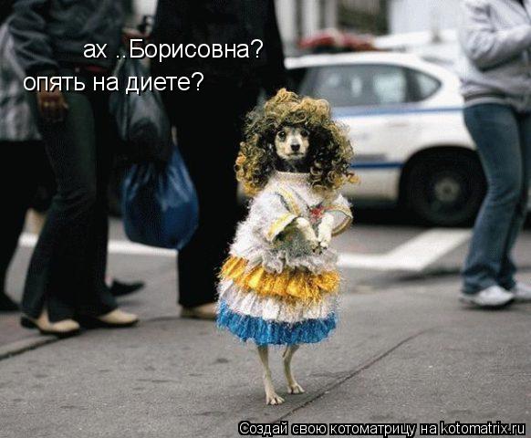Котоматрица: ах ..Борисовна?  опять на диете?