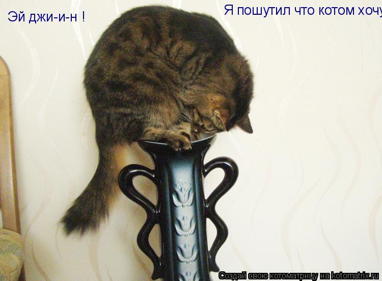 Котоматрица: Эй джи-и-н ! Я пошутил что котом хочу быть.