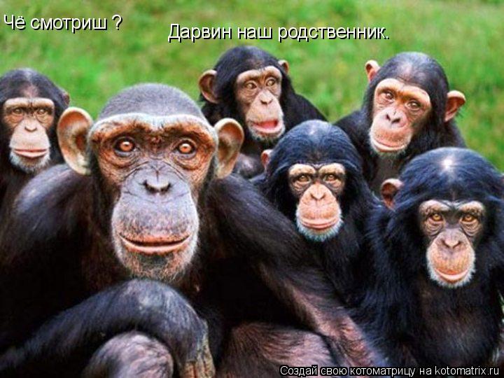 Котоматрица: Чё смотриш ? Дарвин наш родственник.