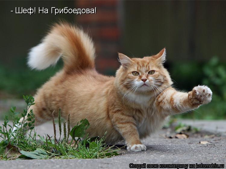 Котоматрица: - Шеф! На Грибоедова!