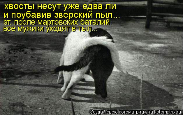 Котоматрица: хвосты несут уже едва ли и поубавив зверский пыл... эт. после мартовских баталий все мужики уходят в тыл...