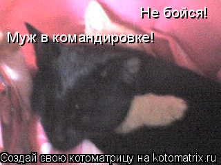Котоматрица: Не бойся! Муж в командировке!