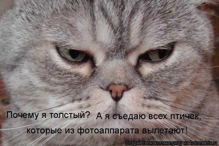 Котоматрица: Почему я толстый? А я съедаю всех птичек, которые из фотоаппарата вылетают!