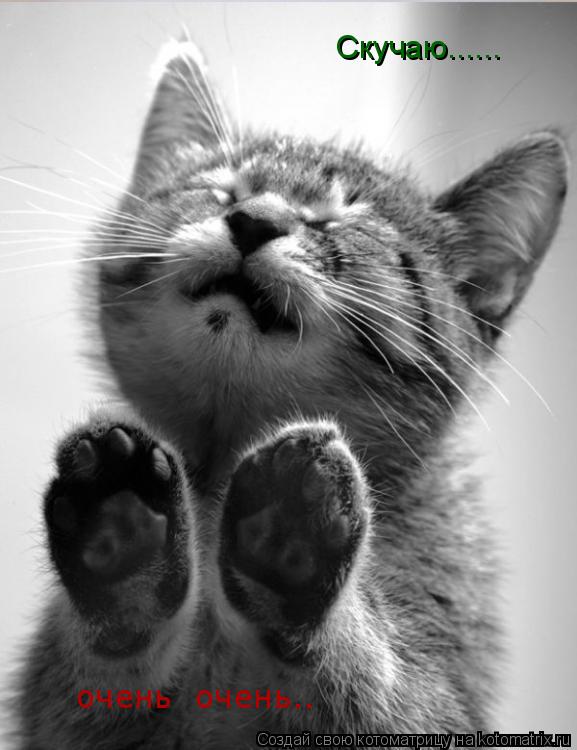Котоматрица: Скучаю...... очень  очень..