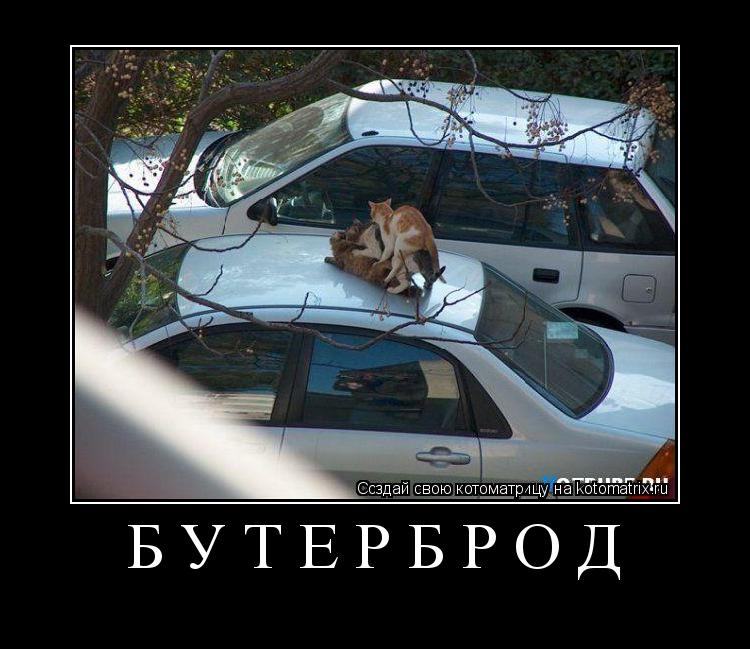 Котоматрица: БУТЕРБРОД 