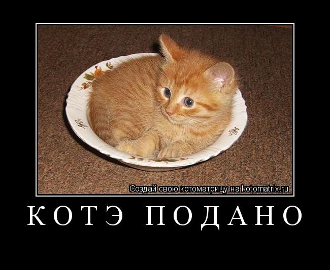 Котоматрица: Котэ подано 