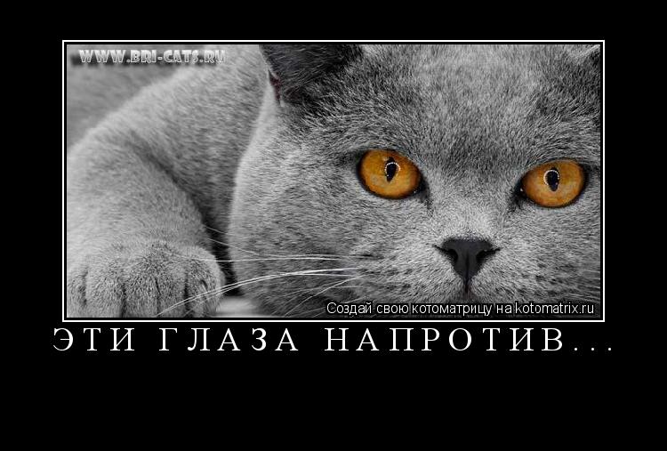 Котоматрица: Эти глаза напротив... 