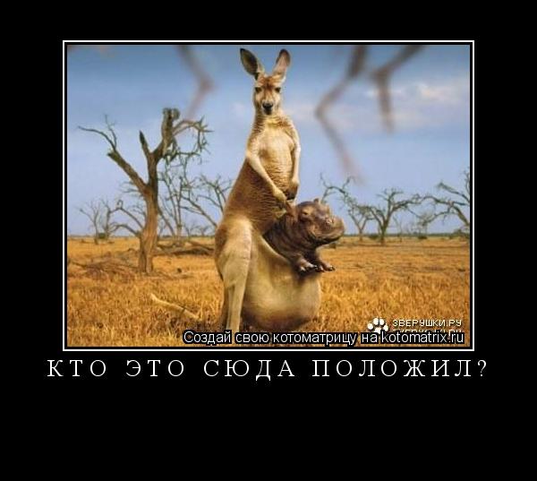Котоматрица: Кто это сюда положил? 