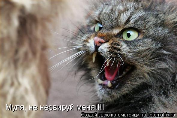 Котоматрица: Муля, не нервируй меня!!!!