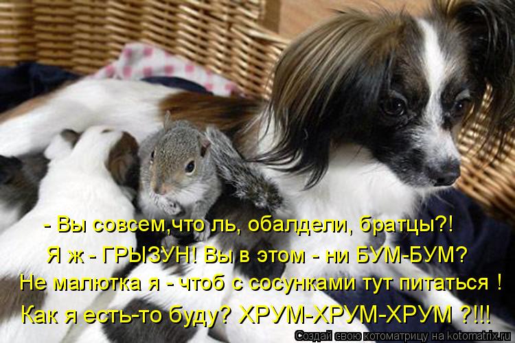 - Вы совсем,что ль, обалдели, братцы?! Я ж - ГРЫЗУН! Вы в этом - ни БУМ-БУМ? Не малютка я - чтоб с со... Котоматрица: - Вы совсем,что ль, обалдели, братцы?! Я ж - ГРЫЗУН! Вы в этом - ни БУМ-БУМ? Не малютка я - чтоб с сосунками тут питаться ! Как я есть-то буду? ХРУМ-Х