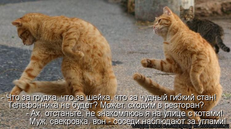 Котоматрица: - Что за грудка, что за шейка, что за чудный гибкий стан! Телефончика не будет? Mожет, сходим в ресторан? - Ах, отстаньте, не знакомлюсь я на улиц