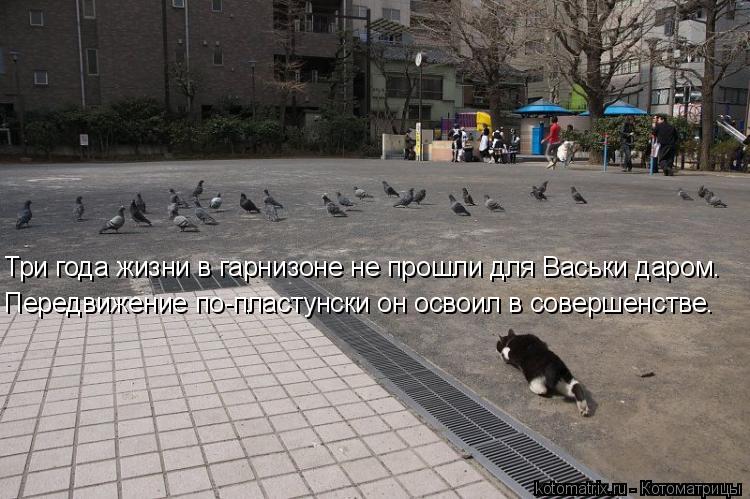 Котоматрица: Три года жизни в гарнизоне не прошли для Васьки даром. Передвижение по-пластунски он освоил в совершенстве.