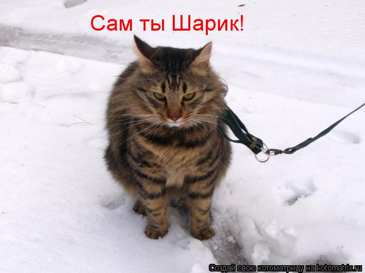 Котоматрица: Сам ты Шарик!