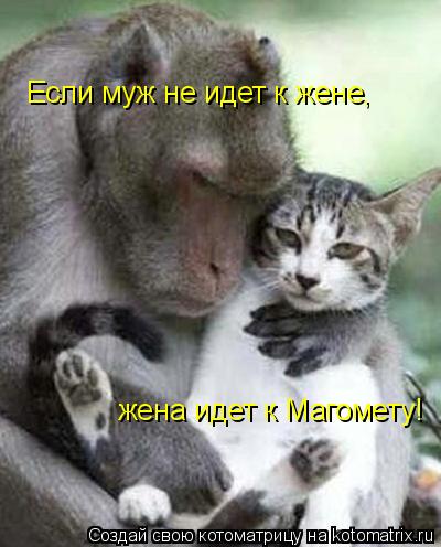 Котоматрица: Если муж не идет к жене, жена идет к Магомету!