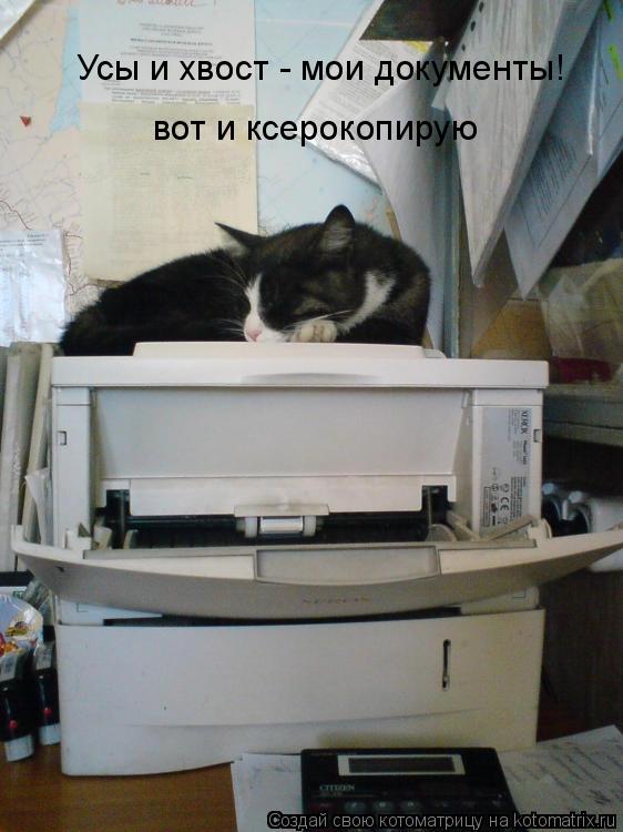 Усы и хвост - мои документы! вот и ксерокопирую... Котоматрица: Усы и хвост - мои документы! вот и ксерокопирую