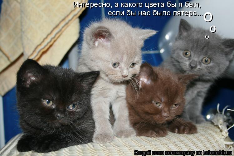 Котоматрица: Интересно, а какого цвета бы я был, о о о если бы нас было пятеро...