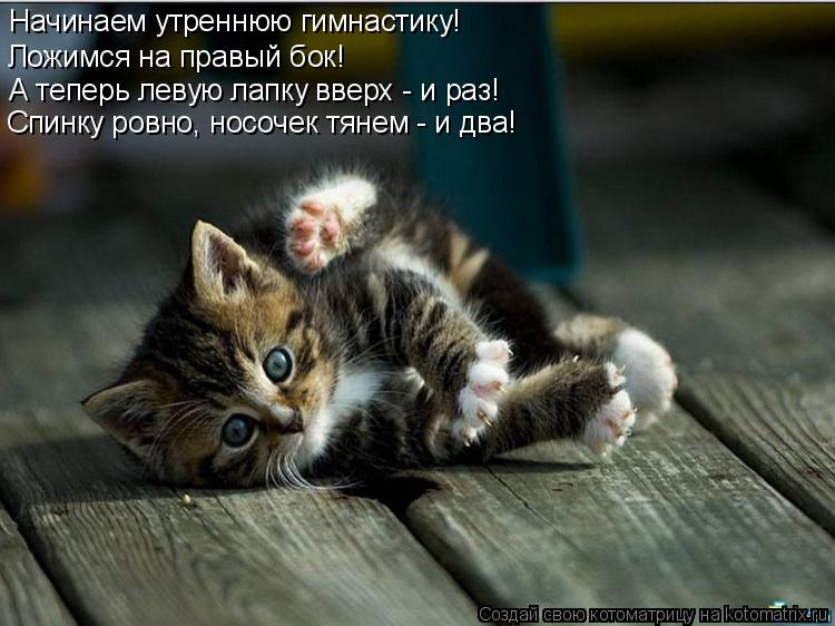 Котоматрица: Начинаем утреннюю гимнастику! Ложимся на правый бок!  А теперь левую лапку вверх - и раз! Спинку ровно, носочек тянем - и два!