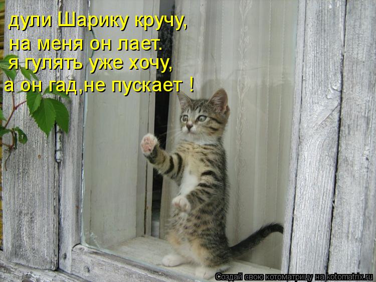 Котоматрица: дули Шарику кручу, на меня он лает. я гулять уже хочу, а он гад,не пускает !