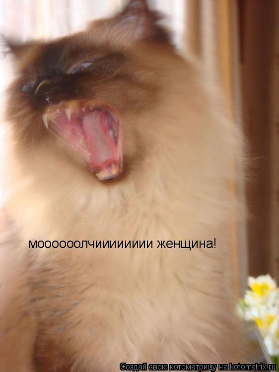 Котоматрица: моооооолчииииииии женщина!