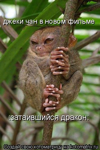 Котоматрица: джеки чан в новом фильме :затаившийся дракон: