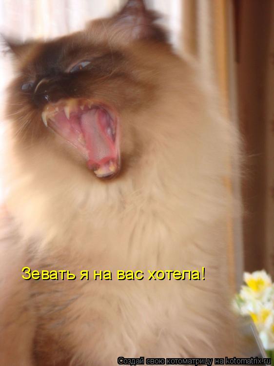 Котоматрица: Зевать я на вас хотела!