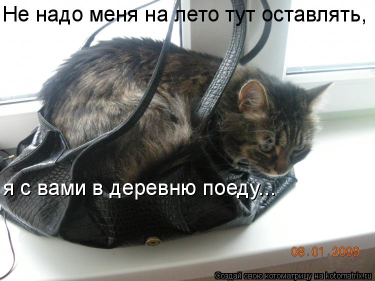 Котоматрица: Не надо меня на лето тут оставлять,  я с вами в деревню поеду...