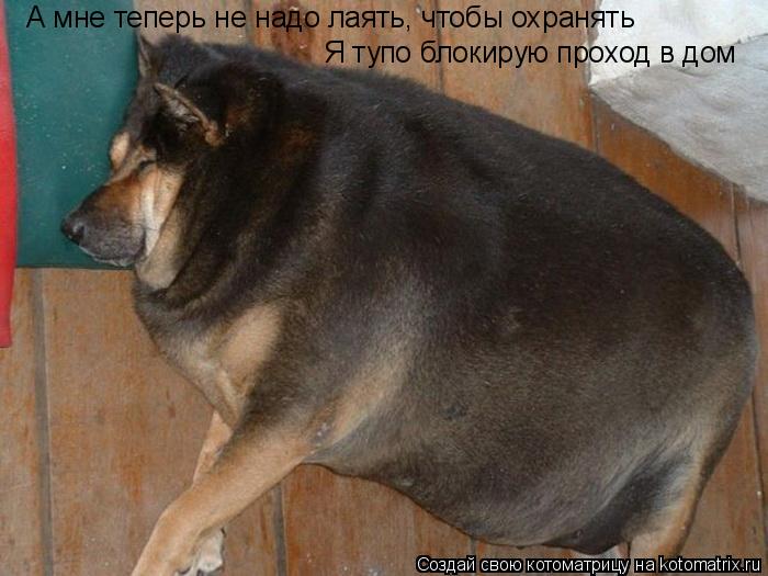 Котоматрица: Я тупо блокирую проход в дом А мне теперь не надо лаять, чтобы охранять