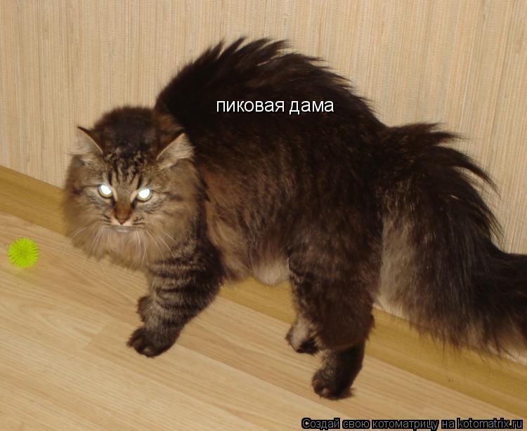 Котоматрица: пиковая дама