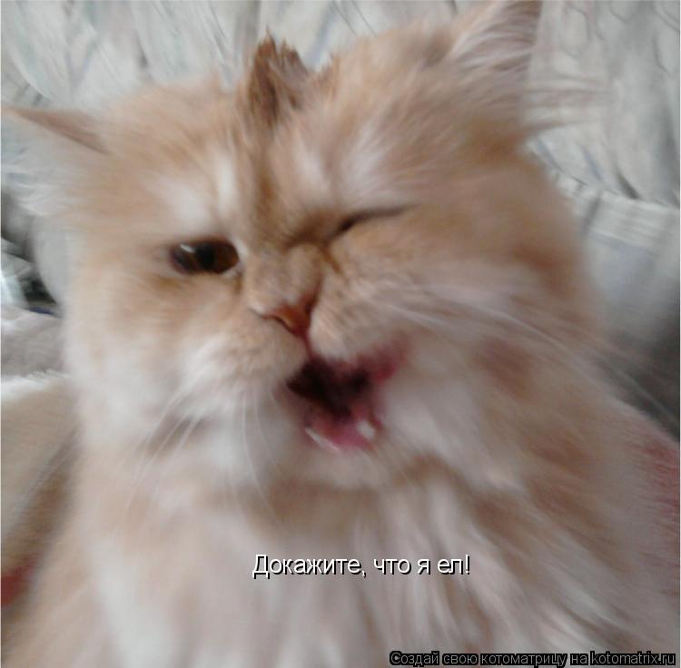 Котоматрица: Докажите, что я ел!