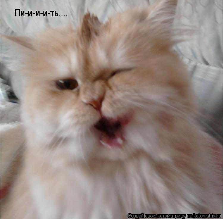 Котоматрица: Пи-и-и-и-ть....