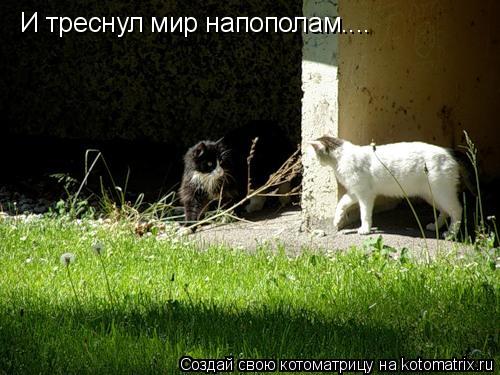 Котоматрица: И треснул мир напополам....