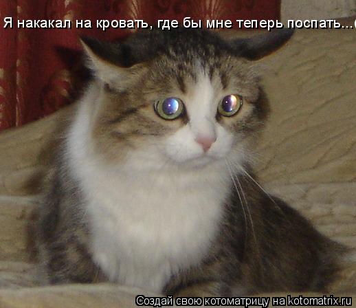 Котоматрица: Я накакал на кровать, где бы мне теперь поспать...(