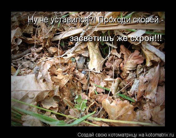 Котоматрица: Ну чё уставился?! Проходи скорей - засветишь же схрон!!!