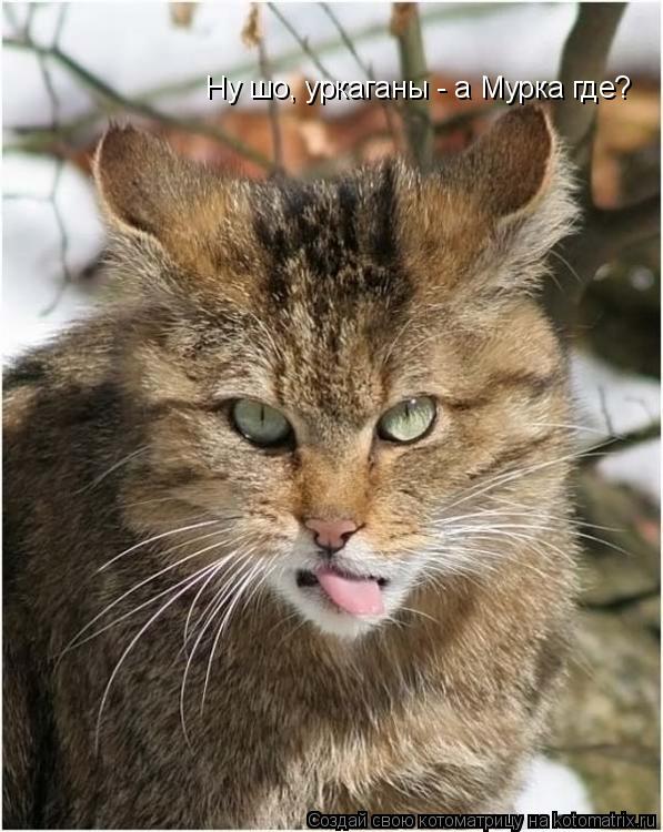 Котоматрица: Ну шо, уркаганы - а Мурка где?