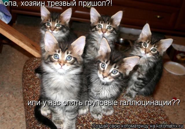Котоматрица: опа, хозяин трезвый пришол?! или у нас опять груповые галлюцинации??