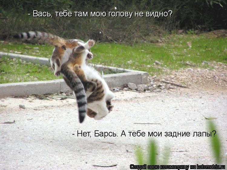 Котоматрица: - Вась, тебе там мою голову не видно? - Нет, Барсь. А тебе мои задние лапы?