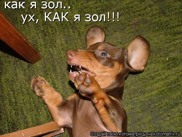 Котоматрица: как я зол..  ух, КАК я зол!!!