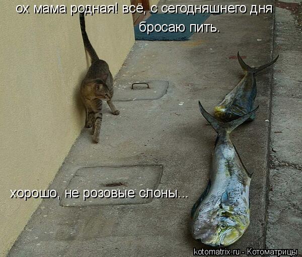 Котоматрица: ох мама родная! всё, с сегодняшнего дня  бросаю пить. хорошо, не розовые слоны...