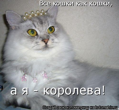 Котоматрица: Все кошки как кошки, а я - королева!
