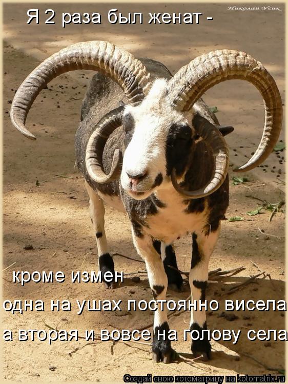 Котоматрица: Я 2 раза был женат -  кроме измен одна на ушах постоянно висела, а вторая и вовсе на голову села.