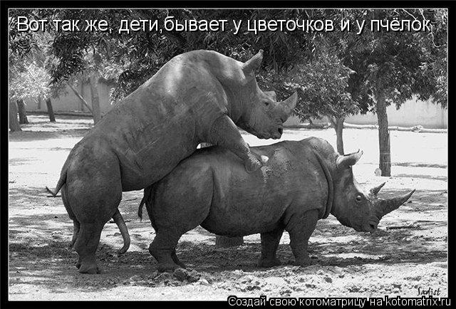 Котоматрица: Вот так же, дети,бывает у цветочков и у пчёлок