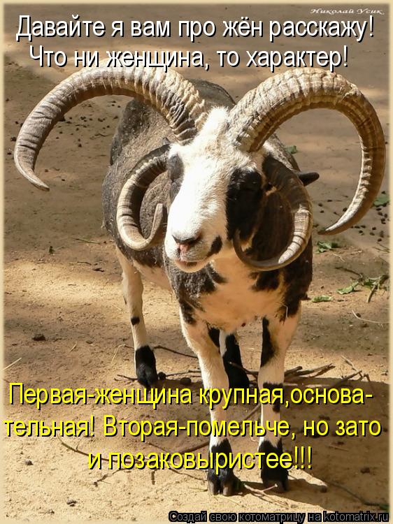 Котоматрица: Давайте я вам про жён расскажу! Что ни женщина, то характер! Первая-женщина крупная,основа- тельная! Вторая-помельче, но зато  и позаковырист