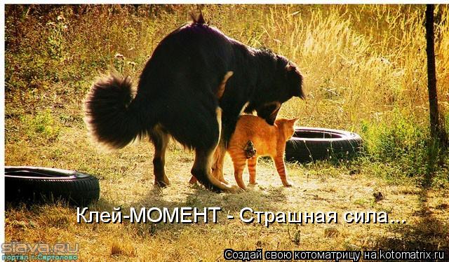 Котоматрица: Клей-МОМЕНТ - Страшная сила...